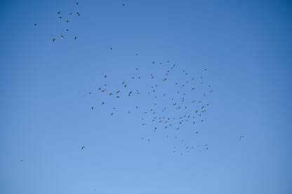 Jato ptica na nebu. Mnogo ptica u letu. Ptice lete.