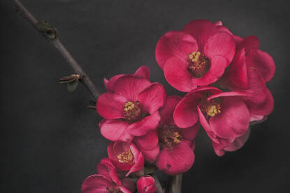 Cijetovi japanske dunje na tamnoj podlozi