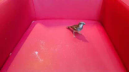 Vrabac u tržnom centru u potrazi za mrvicama hrane