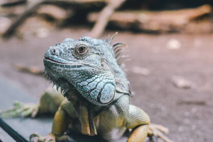 untitled-18 Opasna iguana sa osmijehom.