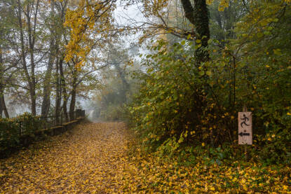 Forest trails for cross covered with leaves foggy day Šumske staze za trčanje prekrivene lišćem, maglovito jutro