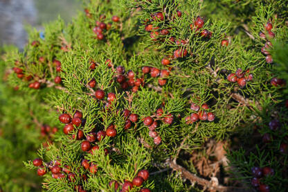 Mediteransko bilje Mediteransko bilje i grmlje. Makija. Borovica, kleka ili gluhač (Phoenician juniper).