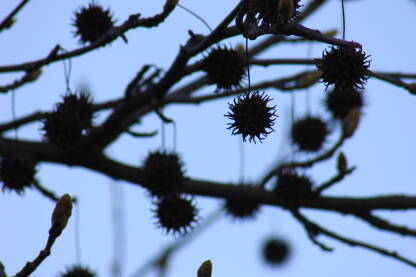 IMG_0324.JPG Liquidambar Styraciflua Gumball. Elegantno listopadno stablo sa plodovima u obliku viseće kugle.