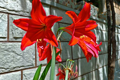 Cvijetovi Amarilisa. Amarilis (lat. Amaryllis nittata) je lukovičasta biljka porijeklom iz Južne Amerike.