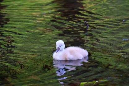 Mladunče labuda u vodi.