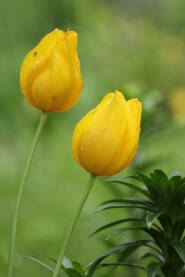 IMG_6607 Dva cvijeta žutih tulipana u bašti snimljeni izbliza, close up, sa kapljicama kiše i zamućenom pozadinom.