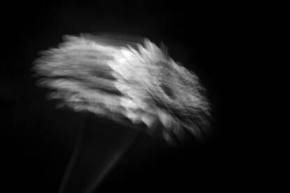 Gerber Crno bijela fotografija gerbera u pokretu