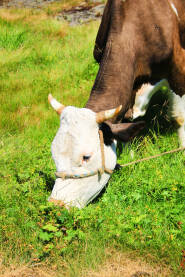 Krava pase travu. Krupni plan