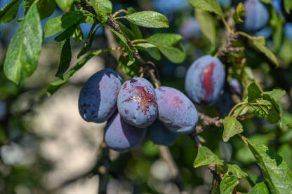 Šljive rastu na drvetu u voćnjaku. Zrele šljive spremne za berbu. Voćarstvo.
