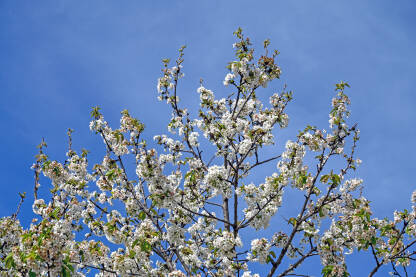 Stablo višnje u cvatu u voćnjaku. Bijeli cvjetovi višnje. Stablo višnje u cvatu u voćnjaku. Prunus cerasus. Behar na drvetu.