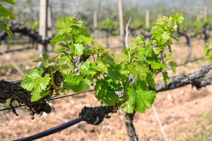 Mlado zeleno lišće na vinovoj lozi u vinogradu. Mlado zeleno lišće na vinovoj lozi u vinogradu. Krupni plan listova vinove loze u proljeće. Čokoti vinove loze u nizu.