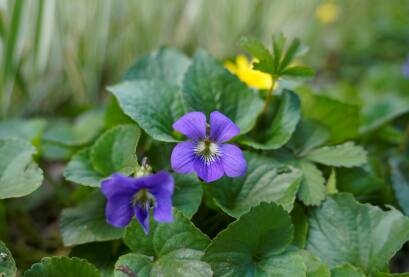 Plave ljubičice na proljetnom suncu