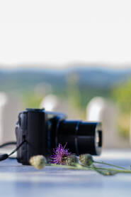 Thistle flower with the camera out of focus on the table Cvijet čička s kamerom van fokusa na stolu