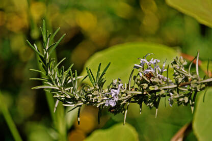 Ruzmarin (mirisni ružmarin, rozmarin, rusmarin,  lat. Salvia rosmarinus)
Igličasti listovi intenzivnog su mirisa, te pikantnog okusa. Koristi se za aromatiziranje povrća i mesnih jela.