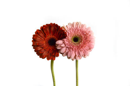 Dva gerbera Crveni i roza gerber na bijeloj pozadini