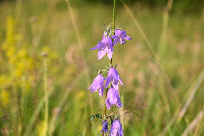 Planinski cvijet. Okruglolisni zvončić (Campanula rotundifolia L.) raste na planinskoj padini.