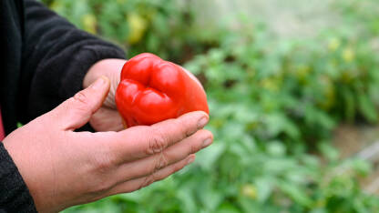 AK1_3172 Farmer drži crvene paprike u ruci. Svježe ubrane paprike. Čovjek bere povrće u stakleniku. Berba organskih paprika. Poljoprivreda.
