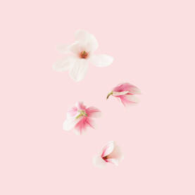 Cvjetovi Proljetna pozadina s cvjetovima roze magnolije koji padaju.