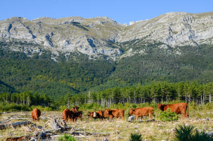 Krave na ispaši u planini Krave na ispaši u planini. Krdo mladih smeđih goveda na pašnjaku jede svježu travu u blizini ranča. Krave, bikovi i telad.