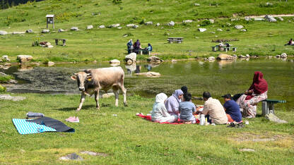 Turisti i krave pored Prokoškog jezera Turisti i krave pored jezera. Turisti na odmoru. Prokoško jezero, BiH.