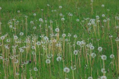 _MG_4426.JPG Maslačak na gradskom travnjaku. Taraxacum officinale.