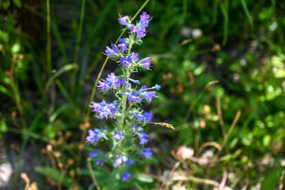 Obična lisičina. Biljka cvjeta na livadi ljeti. Echium vulgare.