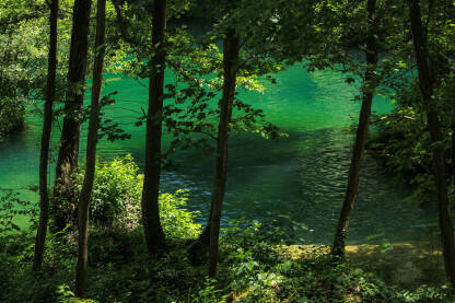 Šuma i hlad na rijeci