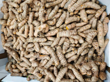 Korijen kurkume u supermarketu. Kukurma Korijen kurkume u supermarketu. Mnogo korijena kurkume, izbliza.