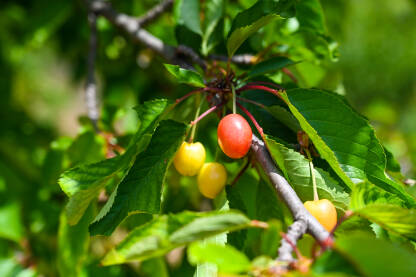 Mlade i poluzrele trešnje. Plodovi trešnje na drvetu u voćnjaku. Voćarstvo.