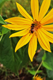 Pčela na žutom cvijetu.