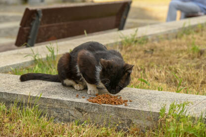 Crno bijela napuštena mačka jede hranu sa pločnika. Hranjenje napuštenih životinja.