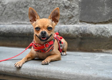 Čivava na povocu Slatki psić na uzici. Kućni ljubimci. Chihuahua.