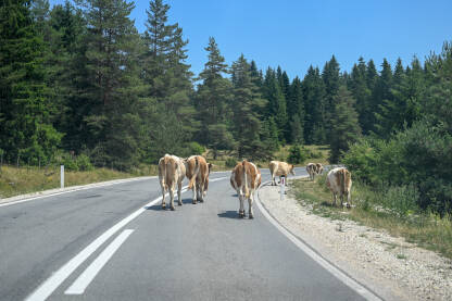 Grupa krava šeta po cesti. Opasnost - krave na cesti. Stado krava ugrožava saobraćaj.