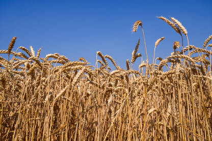 Polje pšenice. Zrelo zlatno klasje pšenice spremno za žetvu. Žitarice.