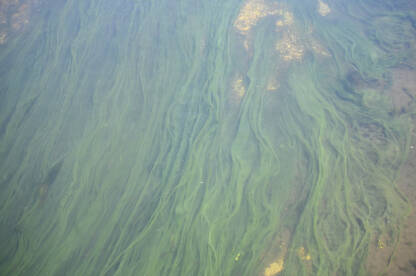 Alge u rijeci. Alge cvjetaju u vodi. Cladophora.