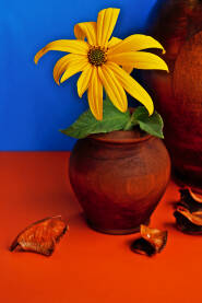 Žuti cvijet, u vazi od drveta, na plavoj pozadini.