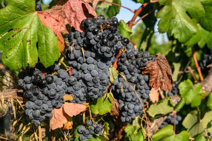 AK1_7405 Osušeni grozd grožđa na vinovoj lozi u vinogradu. Suho crno grožđe, krupni plan, Sušna sezona je uništila berbu. Vinarstvo. Poljoprivreda.