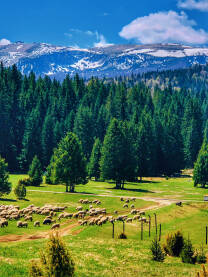 Planina u proljeće Planina Igman u proljetno vrijeme, na ispaši ovce sa čobanima i psima čuvarima, u pozadini snijegom okupani vrhovi Bjelašnice.