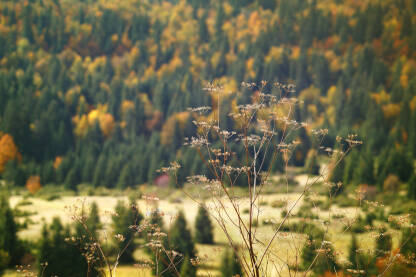 Planina Igman na jesen Planina Igman na jesen