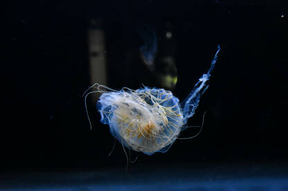 untitled-3 Meduza i plavetnilo.