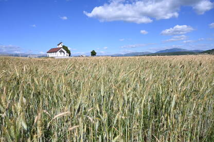 Polje ječma Polje ječma ljeti i crkva u daljini. Klasje ječma spremno za žetvu. Žitarice. Livanjsko polje.