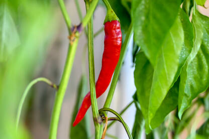 Ljute papričice koje sazrevaju u saksiji na balkonskoj bašti. Urbane bašte na balkonima.