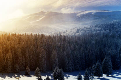 Veliko Polje, planina Igman Panorama olimpijske planine Igman, Veliko Polje zimi.