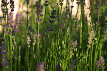 Lavanda Polje ljubičaste lavande