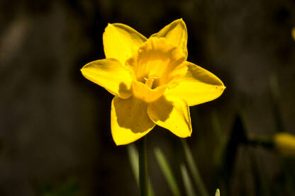 20120426-DSC_0841(3) Narcis makro fokus na suncu