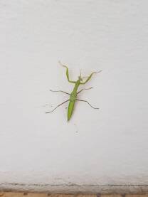 Bogomoljka Bogomoljka (lat. Mantis religiosa) jedan je od najvećih insekata. Ima tri para nogu i dva para krila. Ovaj primjerak je fotografisan u selu Ravno, na Kupreškoj visoravni.