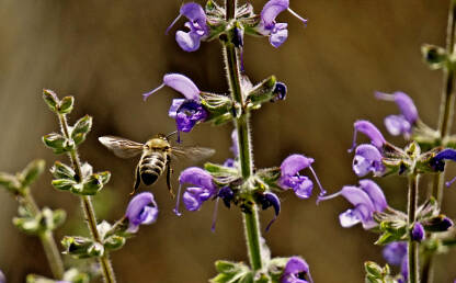 Pčela oprašuje cvijet Salvia pratensis. Pčela koja skuplja nektar s cvijeta.