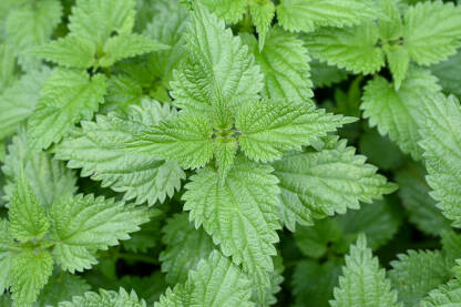 Kopriva Kopriva raste u šumi. Svježa zeelna kopriva raste u polju tokom proljeća. Urtica dioica. Listovi mlade zelene koprive, krupni plan.