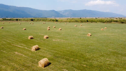 Bale sijena u polju. Bale sijena u polju. Livanjsko polje, Livno, BiH.