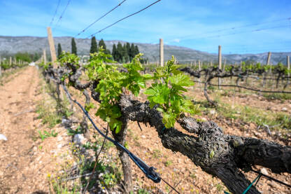 Mlado zeleno lišće na vinovoj lozi u vinogradu. Mlado zeleno lišće na vinovoj lozi u vinogradu. Krupni plan listova vinove loze u proljeće. Čokoti vinove loze u nizu.